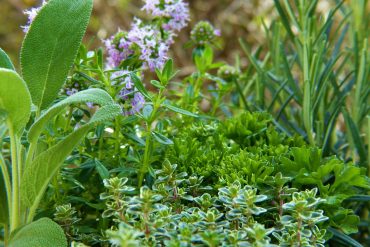 Comment le jardinage peut aider à la relaxation et au bien-être